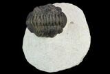 Bargain, Morocops Trilobite #120094-2